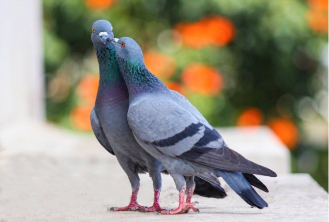 Pair of pigeons