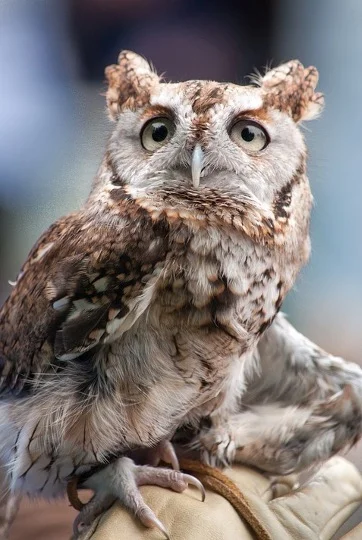 Baby screech owls