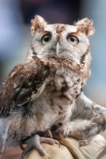 What Does A Baby Owl Look Like? Full guide I TheBirdPedia