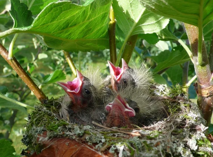 Baby Bird Crying in nEst