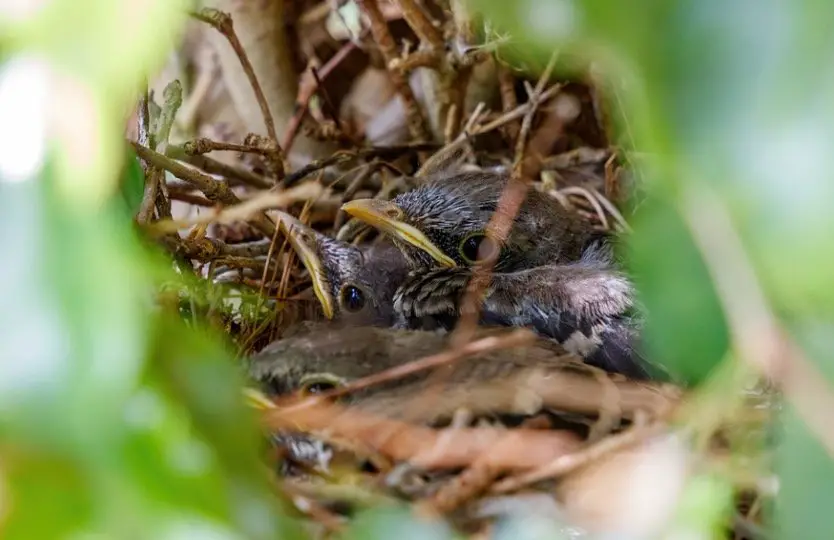 Baby Northern Mockingbirds