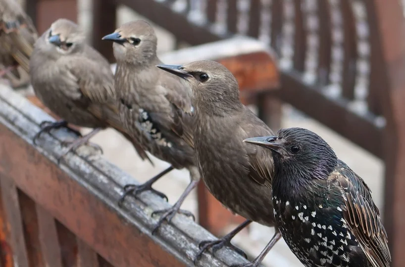 Baby Starlings