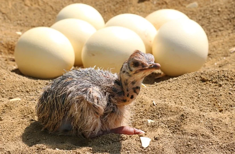 Baby ostrich