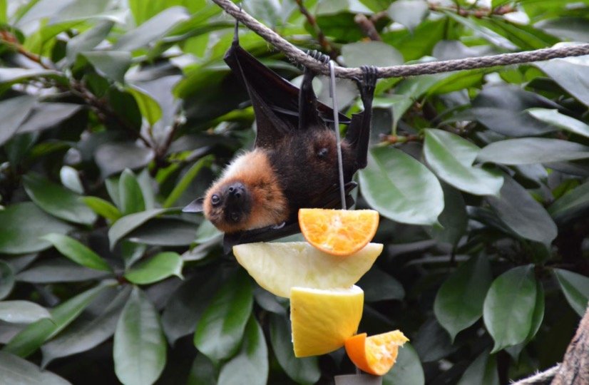 Bat Eating Fruits in Backyard
