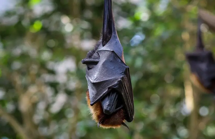 Bat Symbolism