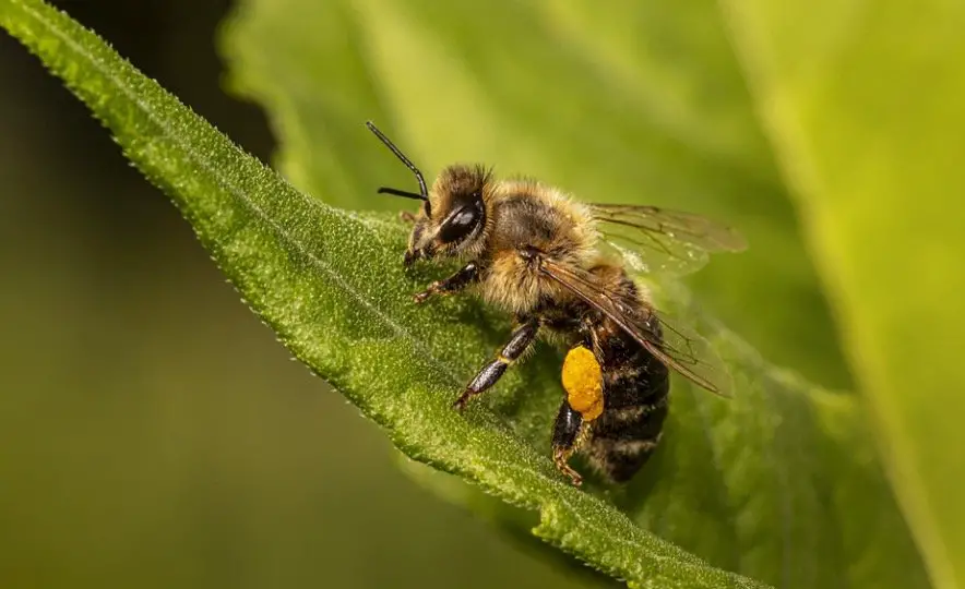 Bee Symbolism