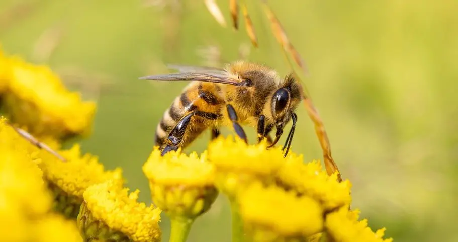 Bee Symbolism