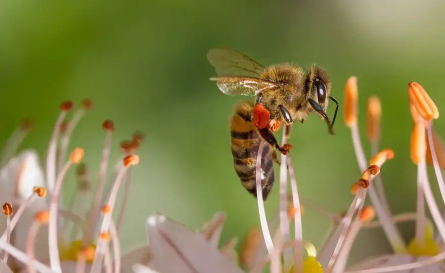 Bee Symbolism