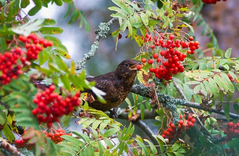 Bird Eating berry