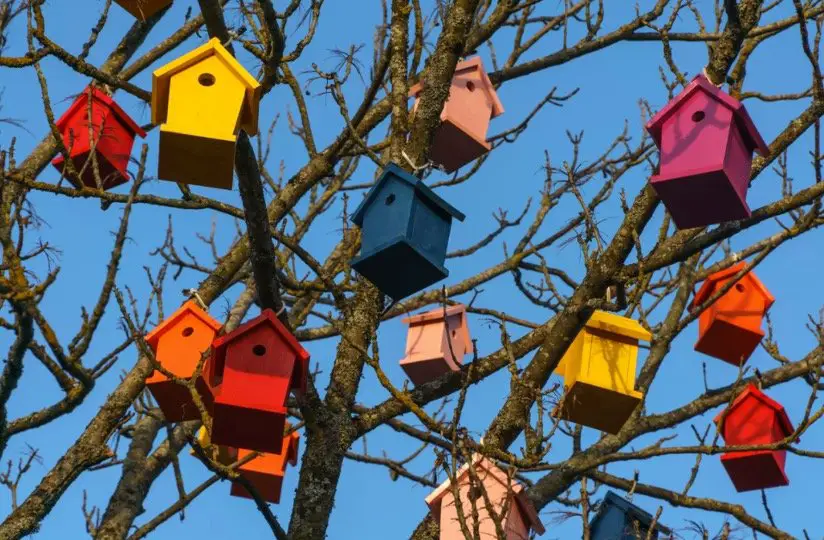 Bird House-how to attract birds 1