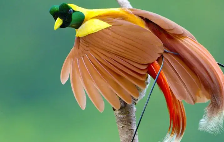 Bird of Paradise Symbolism