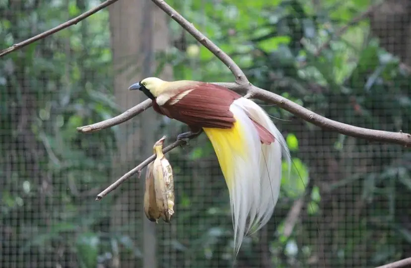 Bird of Paradise Symbolism