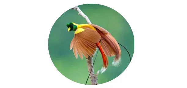 Bird of Paradise Symbolism