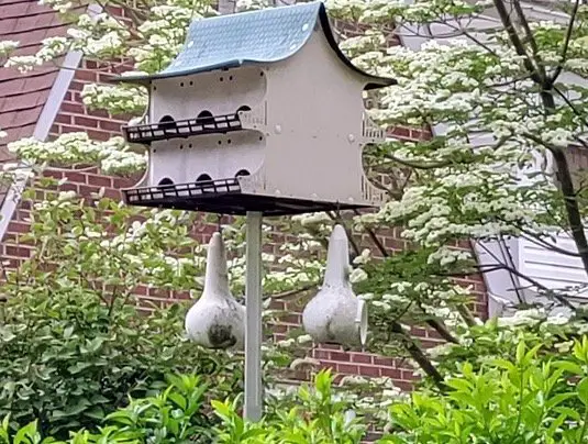 Birdhouse Gourd hanging in backyard