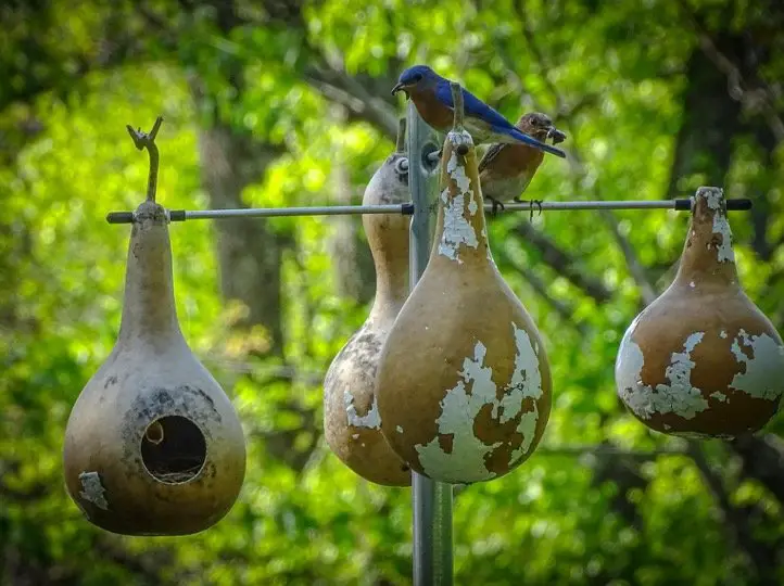 Birdhouse Gourd in backyard