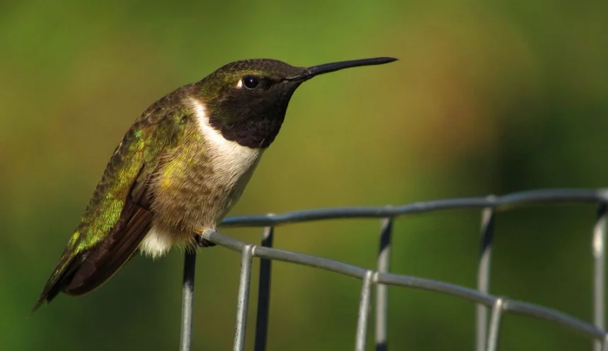 Black-chinned Hummingbirds