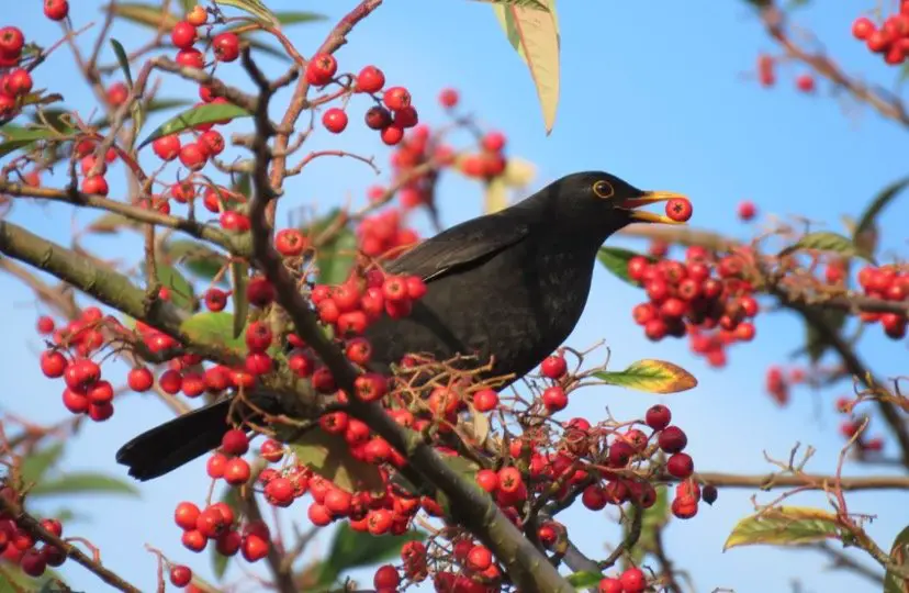 Blackbird Symbolism