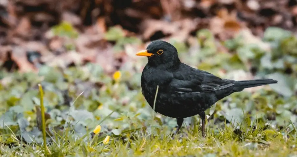 Blackbird Symbolism