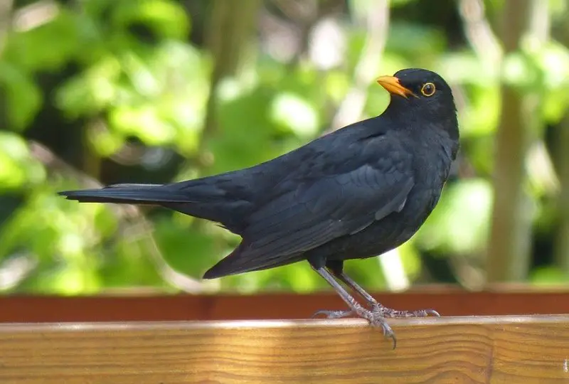 Blackbird Symbolism