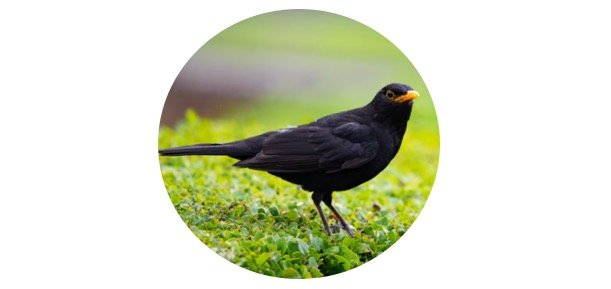 Blackbird Symbolism