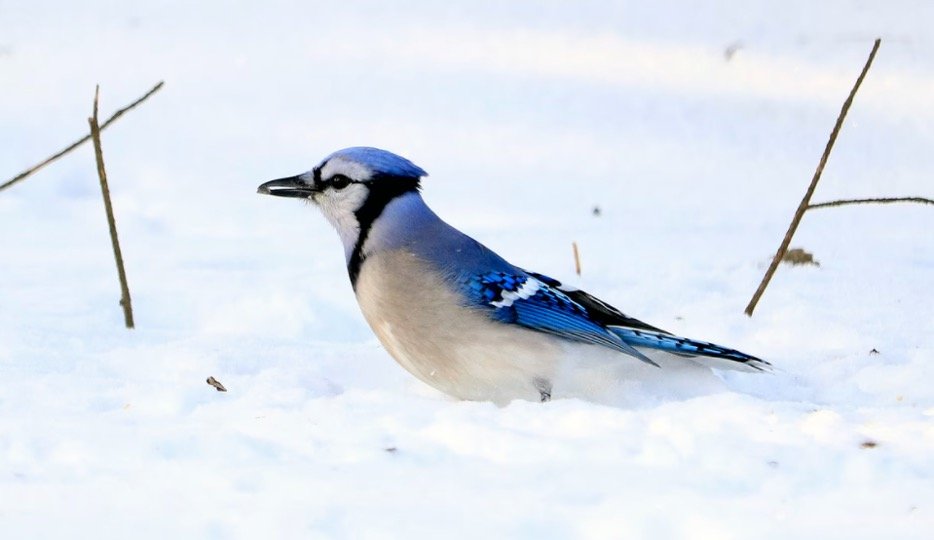 Blue Jay Symbolism