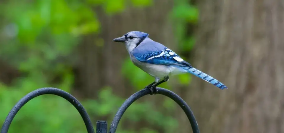 Blue Jay Symbolism