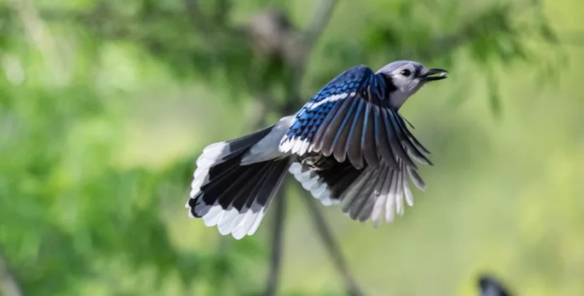 Blue Jay Symbolism