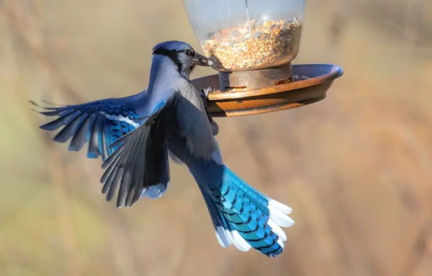 Blue Jay Symbolism