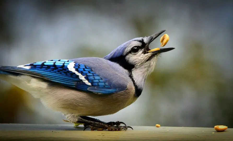 Blue Jays eating pea nuts