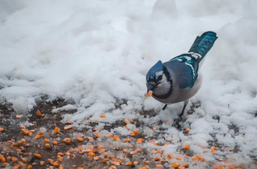 Blue Jays eating seed in snow during winter
