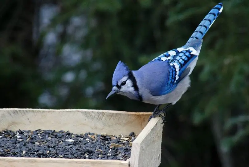 Blue Jays looking at bird feeder seed at backyard