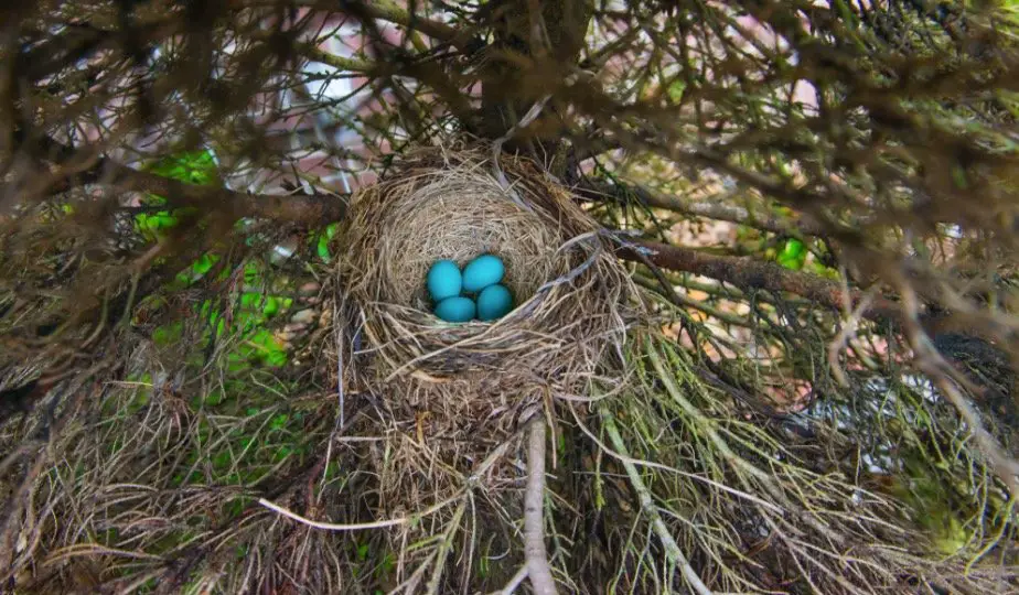 Blue Jays nest