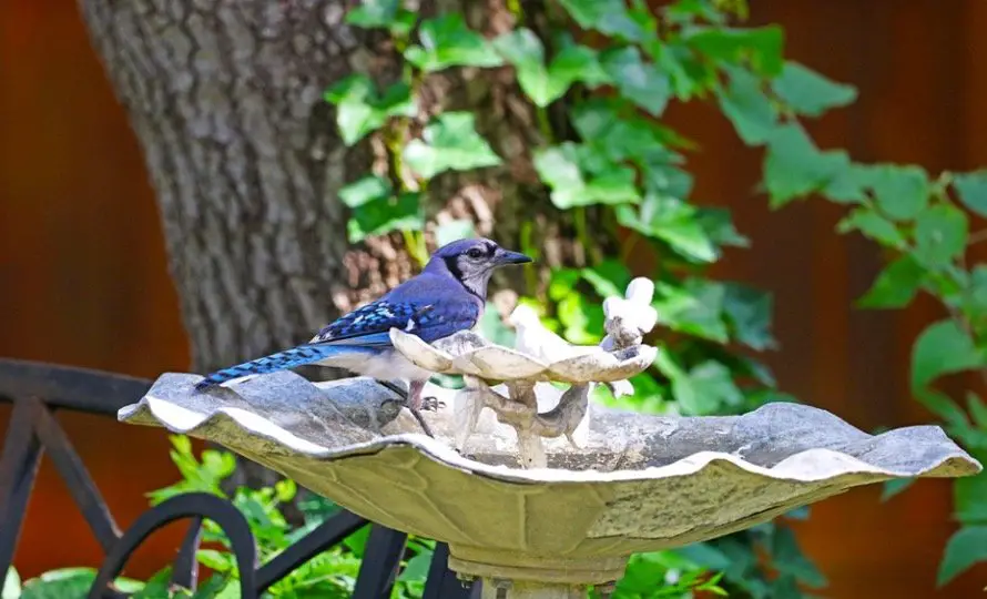 Blue Jays taking bird bath