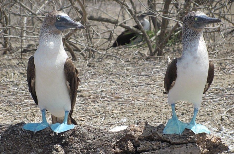 Blue-footed Booby Symbolism
