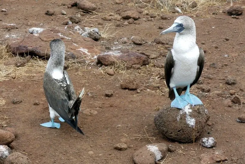 Blue-footed Booby Symbolism