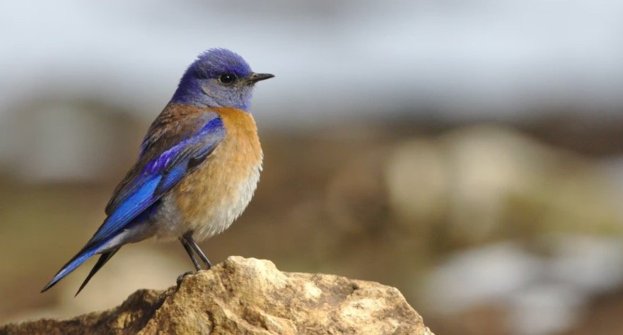 Bluebird Symbolism