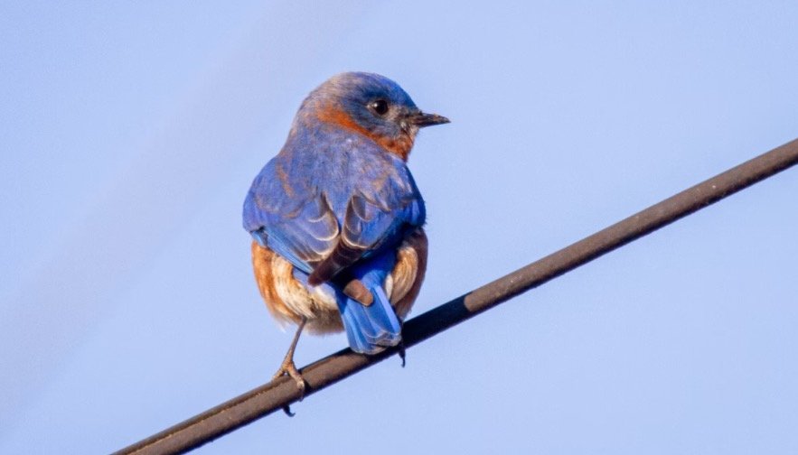 Bluebird Symbolism