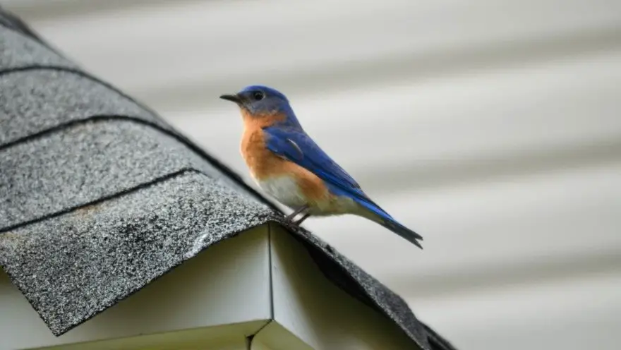 Bluebird Symbolism