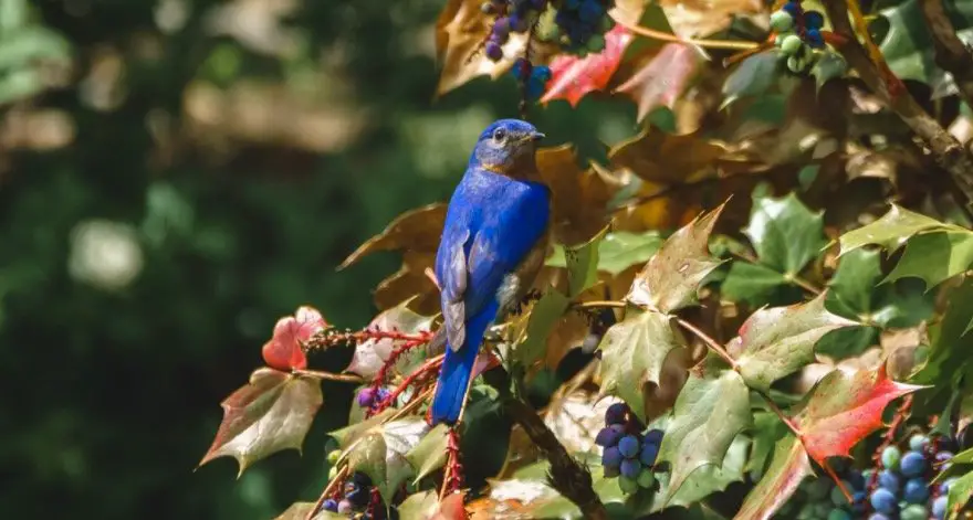 Bluebird Symbolism