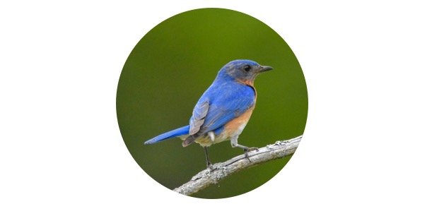 Bluebird Symbolism