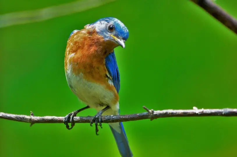 Bluebird sitting on plant branch