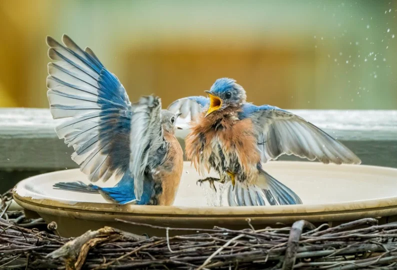 Bluebirds Bird bath