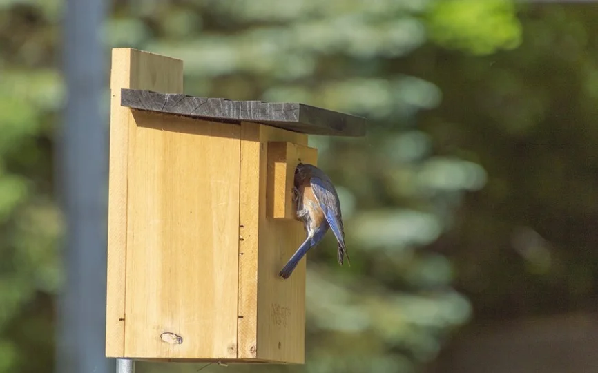 Bluebirds Bird house