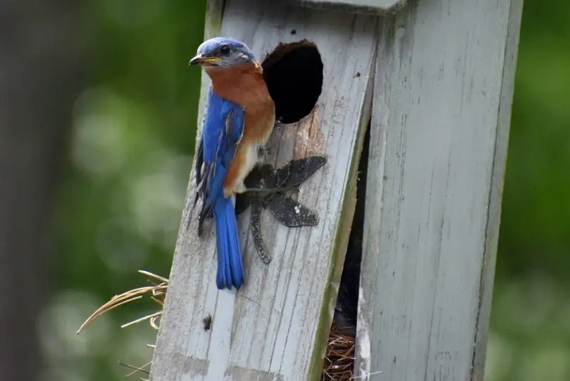 Bluebirds Nesting Materials