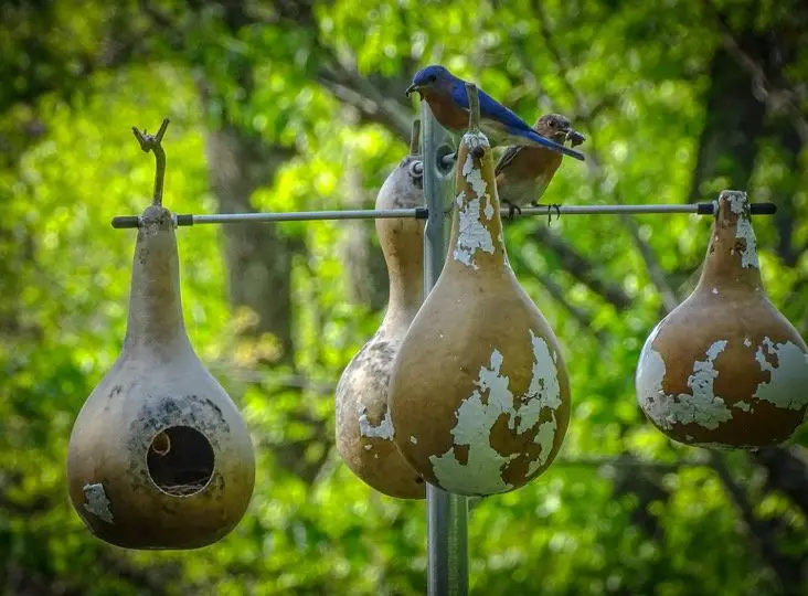 Bluebirds bird house