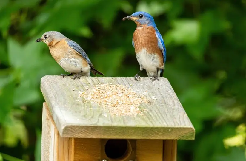 Bluebirds eating on bird house