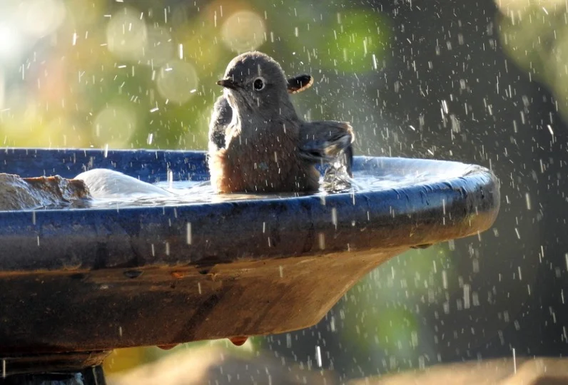 Bluebirds in bird bath