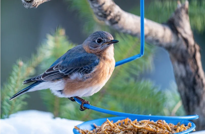 Bluebirds sitting on a worm feeder
