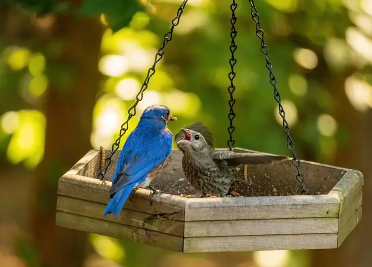 Bluebirds with baby Bluebirds