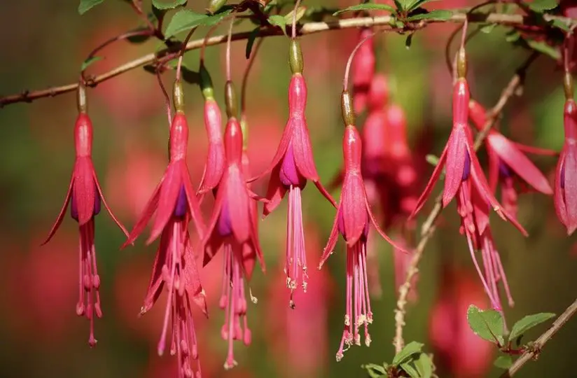 California Fuchsia Flower